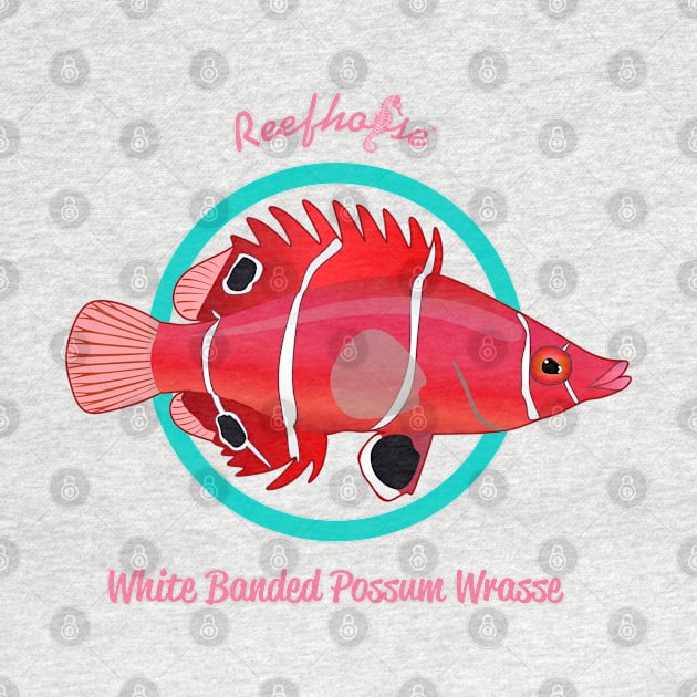 White Banded Possum Wrasse by Reefhorse